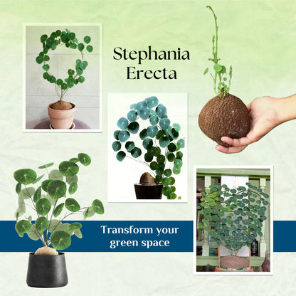 Stephania Erecta - The Everlasting Lucky Green Plant
