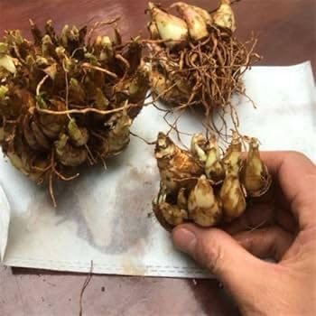 Rajanigandha Bulbs (Pack Of 5) With Plant Booster