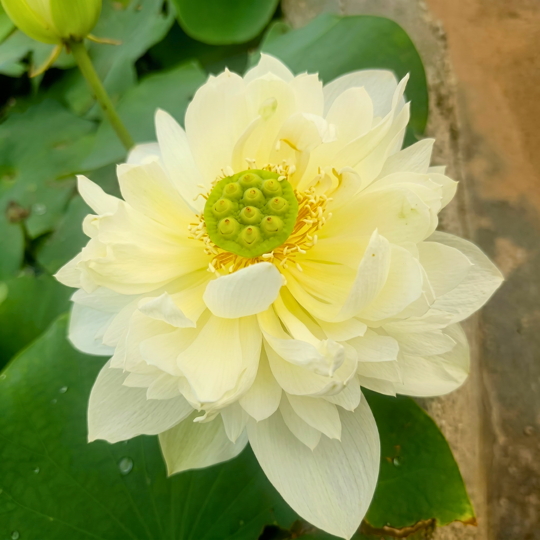 Lotus Flower Tubers