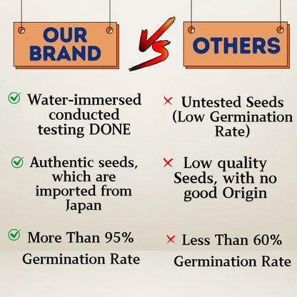 Japanese Lotus Flower Seeds (Grows within 21 Days)