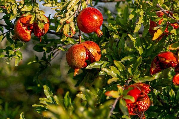 Imported Pomegranate Seeds (Buy 1 Get 1 Free)