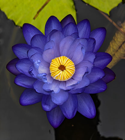 Assorted Tropical Waterlily