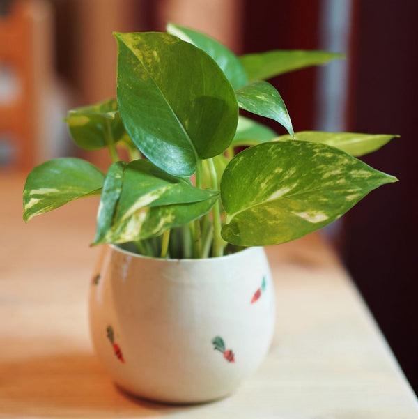 Golden Money Plant ( Pack 2)