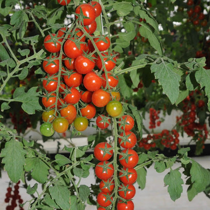 Waterfalls Cherry Tomato Seeds