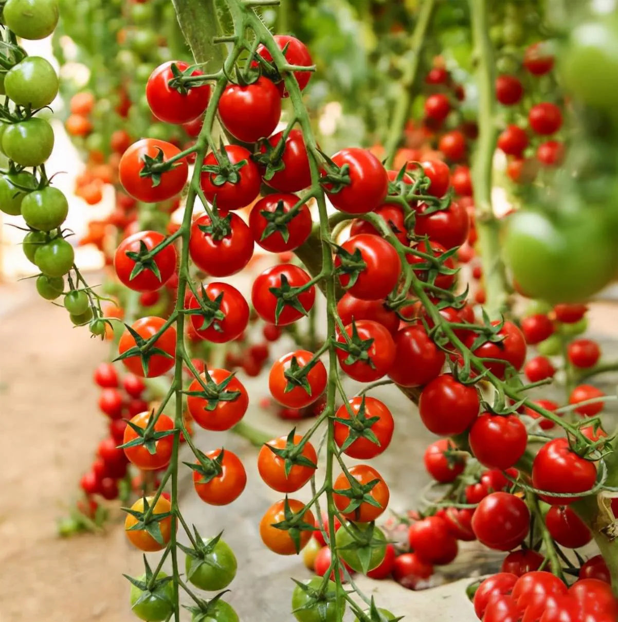 Waterfalls Cherry Tomato Seeds