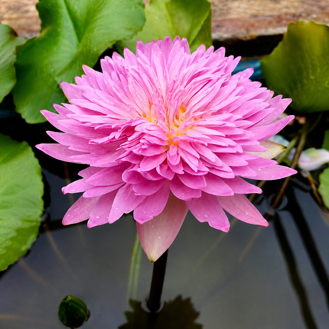 Assorted Tropical Waterlily