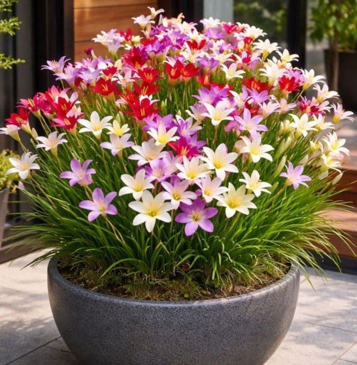 Rain Lily Bulbs