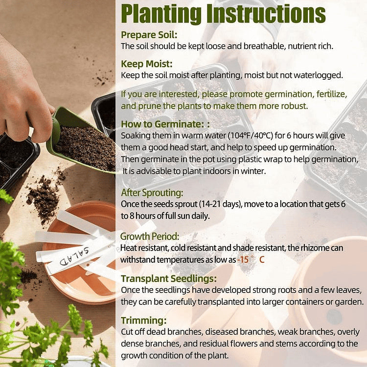 🌿 Rare Hosta Flower Seeds + 100 grams Organic Pot mix Free🌱