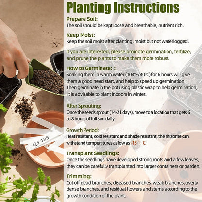 🌿 Rare Hosta Flower Seeds + 100 grams Organic Pot mix Free🌱