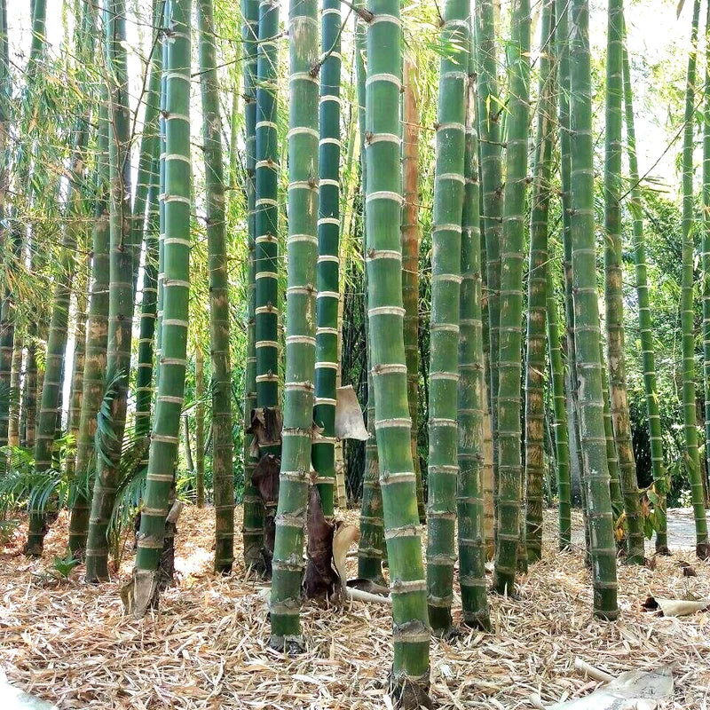 Rare Species Giant Bamboo Seeds