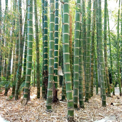 Rare Species Giant Bamboo Seeds