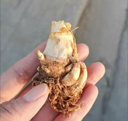 Rajnigandha Hybrid Large Bulbs