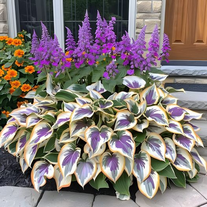 Multicolor Rare Hosta Flowers Seeds + Plant Growth Serum Free