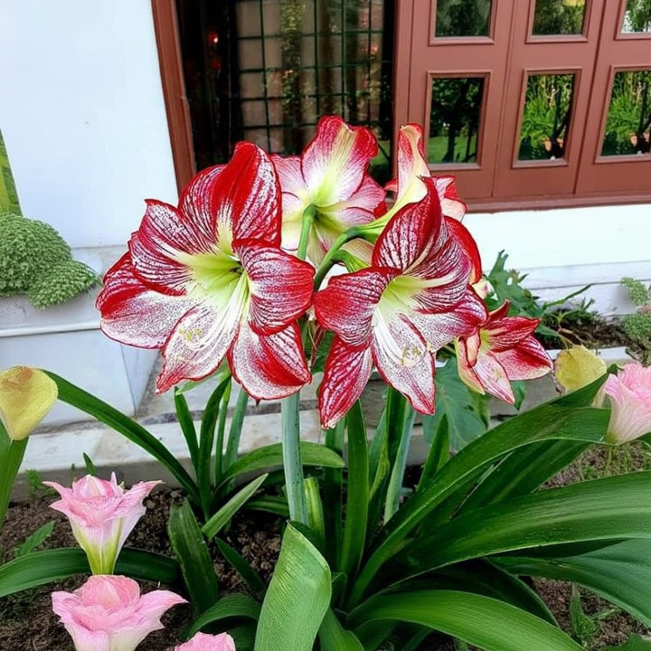 Amaryllis Flower Bulbs