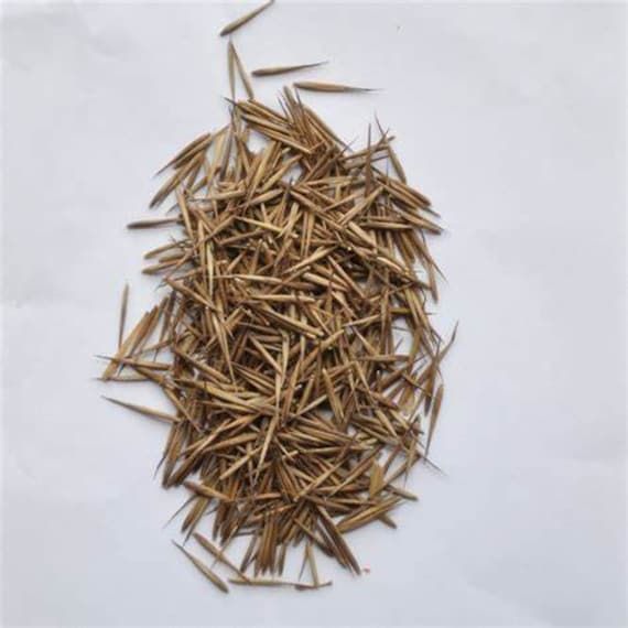 Black Bamboo Seeds