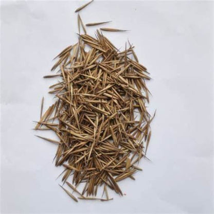 Black Bamboo Seeds