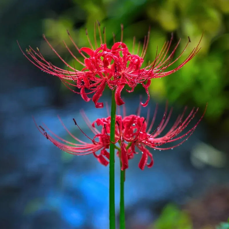 Lily Equinox Flower Bulbs Seeds