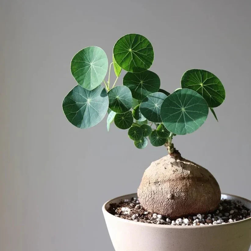 Stephania Erecta Bulbs (Buy 1 Get 1 Free)