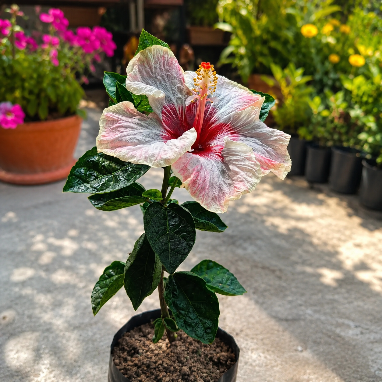Assorted Hibiscus Plants