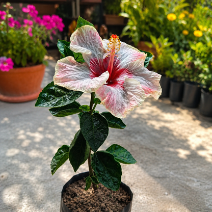 Assorted Hibiscus Plants