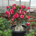 Adenium Live Plant