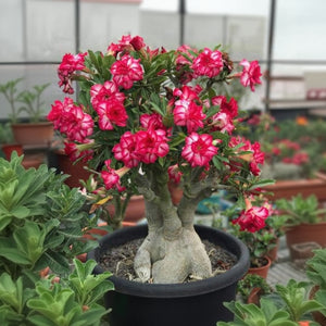 Adenium Live Plant