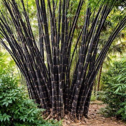 Black Bamboo Seeds