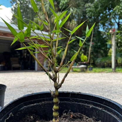 Buddha Belly Bamboo Seeds