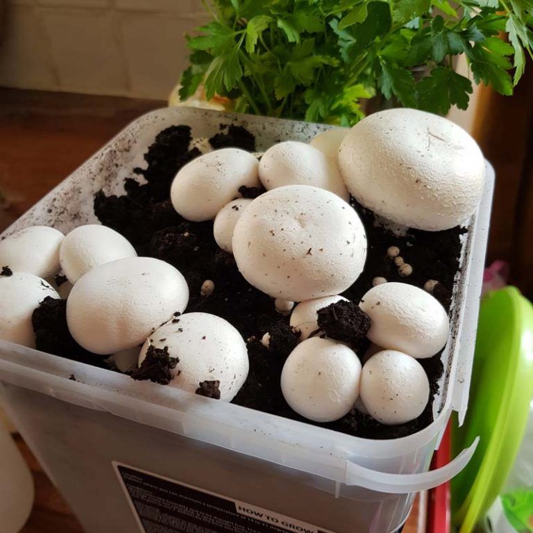 Milky Mashroom Seeds