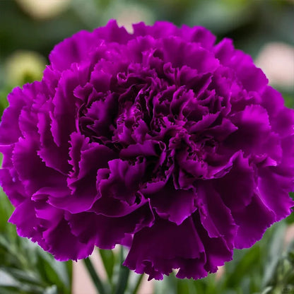 Elegant Carnation Seeds 🌸(With Free Potting Mix 100g)