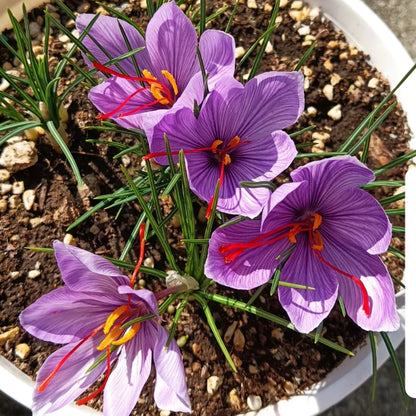 Saffron Bulbs II Kashmiri Kesar Plant