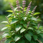 Mint Tulsi Live  Plant