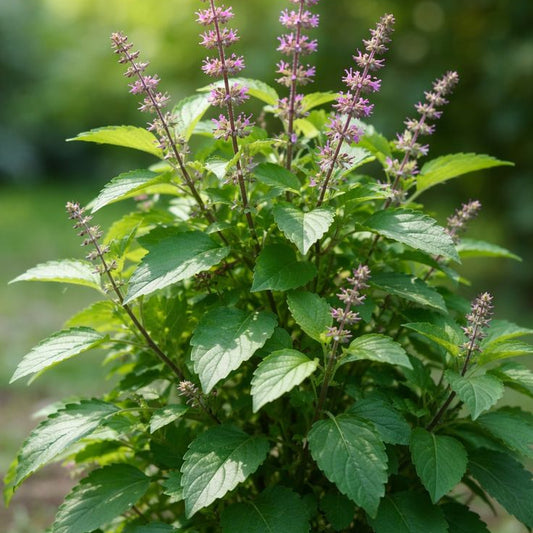 Mint Tulsi Live  Plant