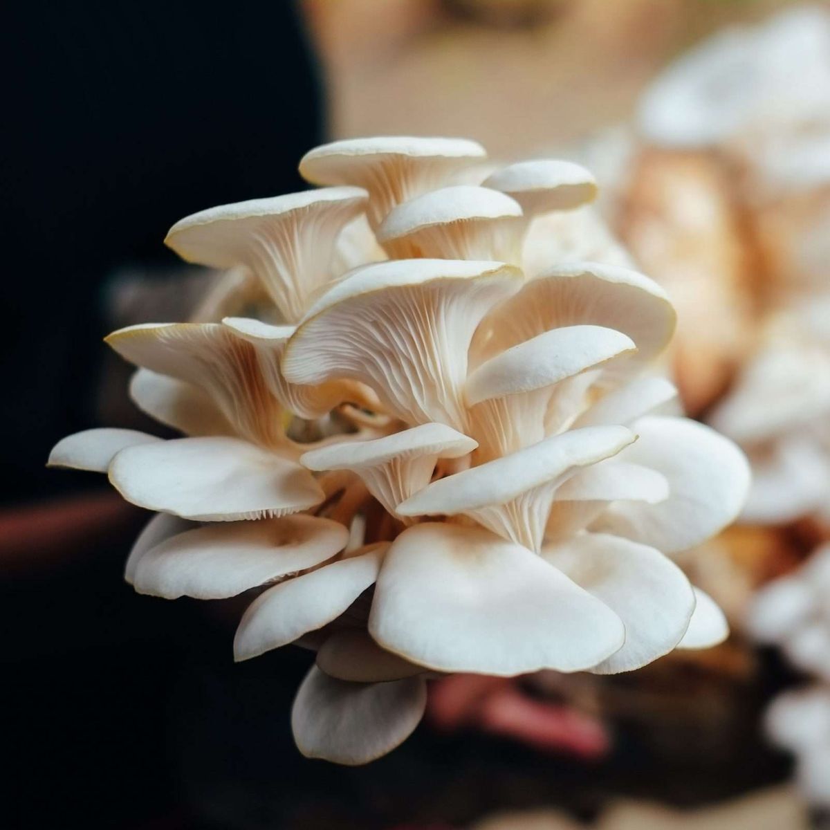 Oyster Mashroom Seeds