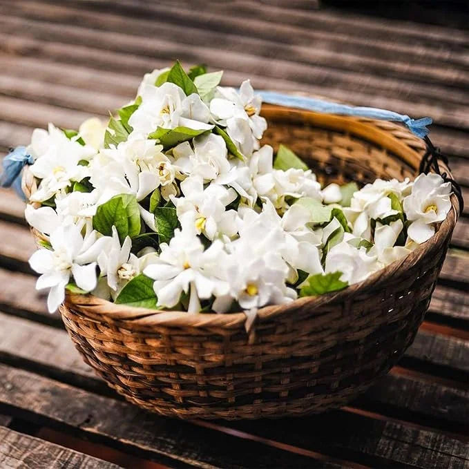 🌼 Night-Blooming Jasmine Flower Seeds