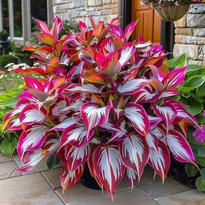 Multicolor Rare Hosta Flowers Seeds + Plant Growth Serum Free