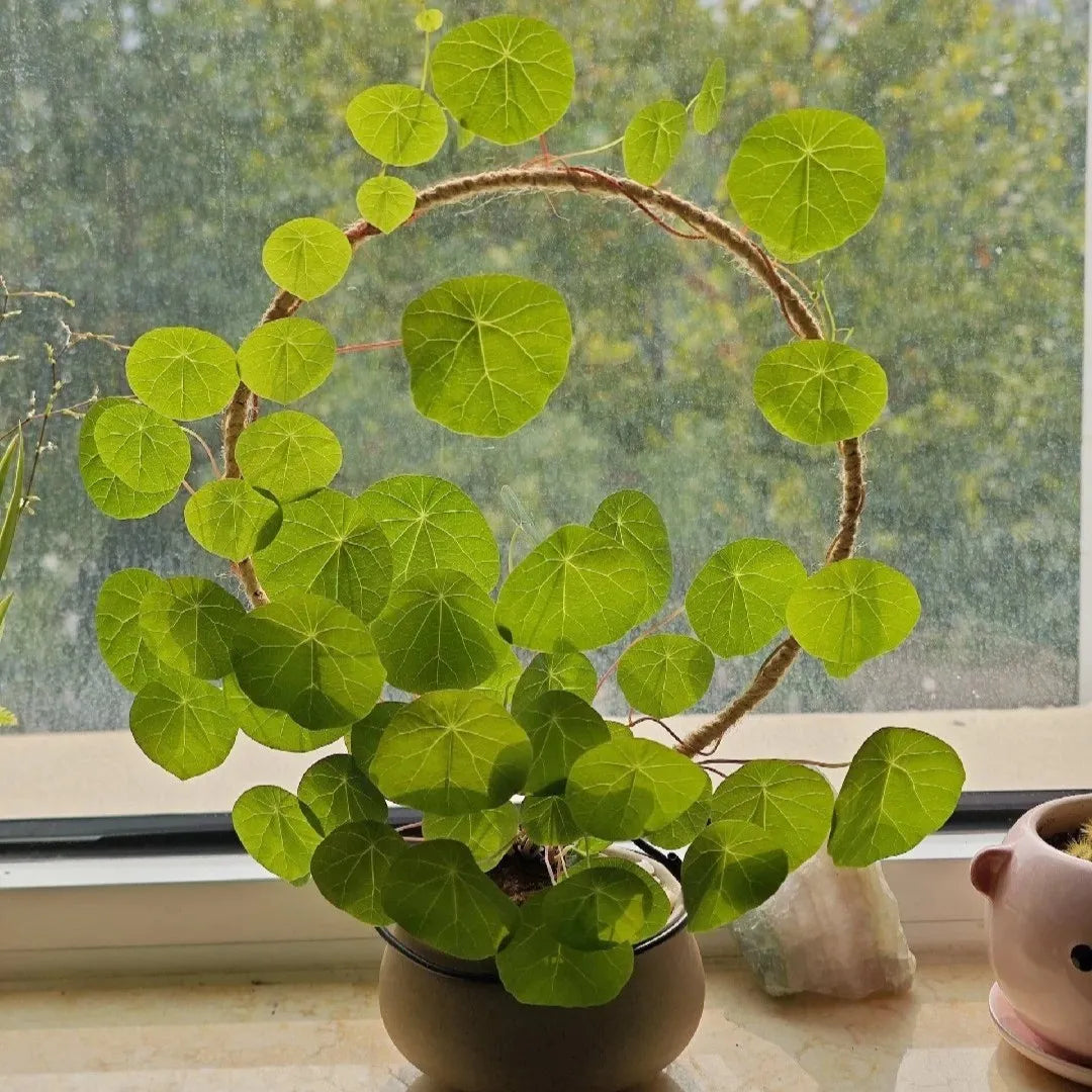 Stephania Erecta Bulbs (Buy 1 Get 1 Free)