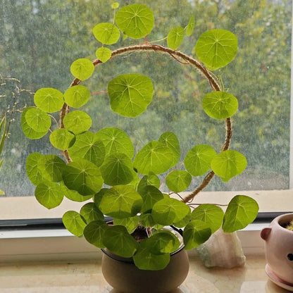 Stephania Erecta Bulbs (Buy 1 Get 1 Free)