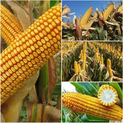 🌽 Japanese Yellow Corn Seeds