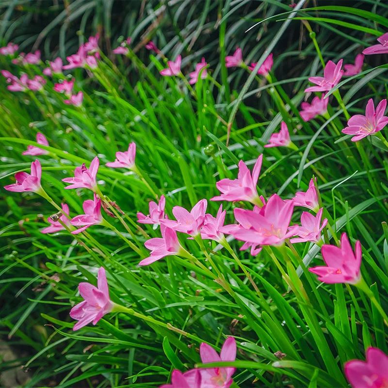 Rain Lily Bulbs