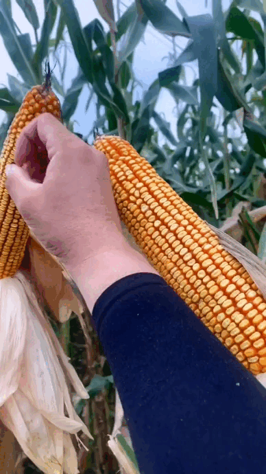 🌽 Japanese Yellow Corn Seeds