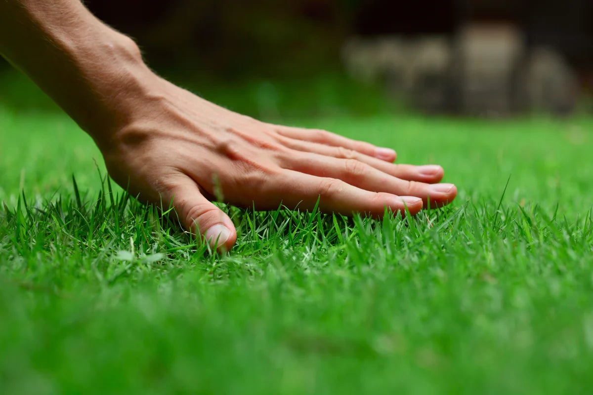 Evergreen Grass Seeds For Beautiful Home Gardening