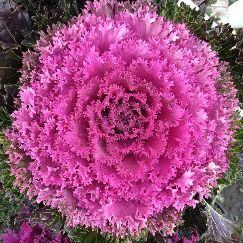 🥗Rare Purple Edible Kale Seeds