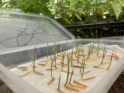 Rare Species Giant Bamboo Seeds