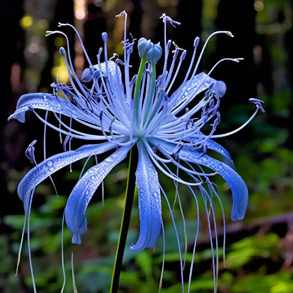 Lily Equinox Flower Bulbs Seeds
