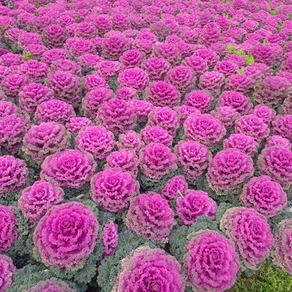🥗Rare Purple Edible Kale Seeds
