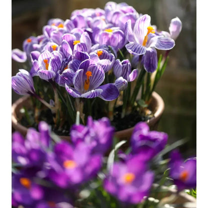 Saffron Bulbs II Kashmiri Kesar Plant