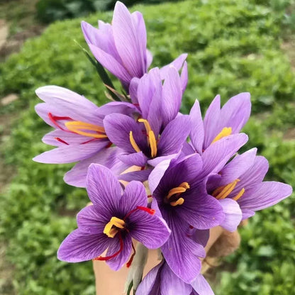 Saffron Bulbs II Kashmiri Kesar Plant