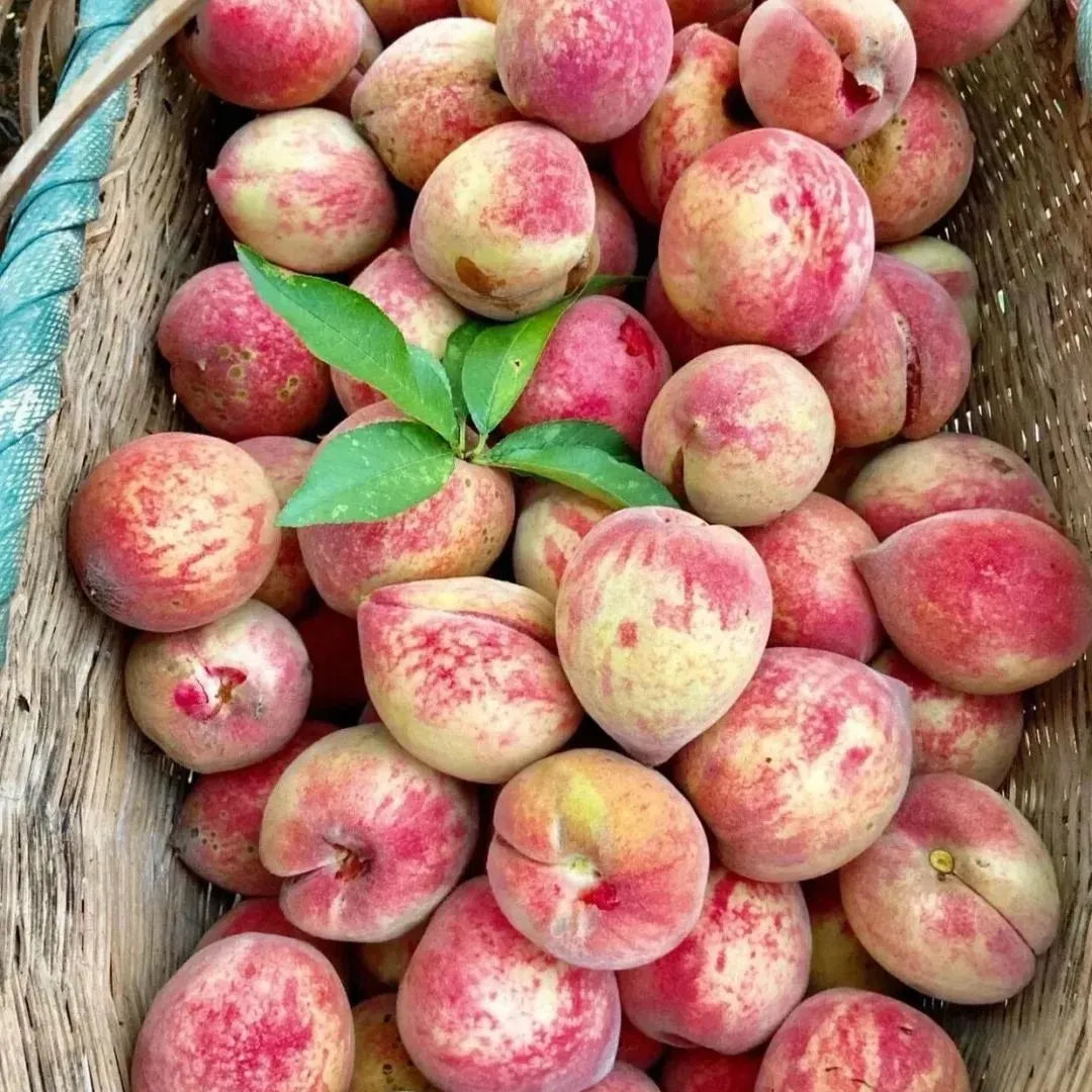 Imported Peach Seeds🍑