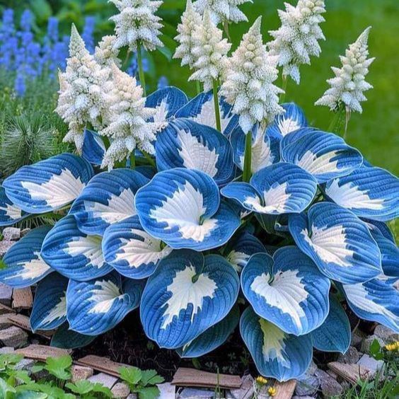 Multicolor Rare Hosta Flowers Seeds + Plant Growth Serum Free
